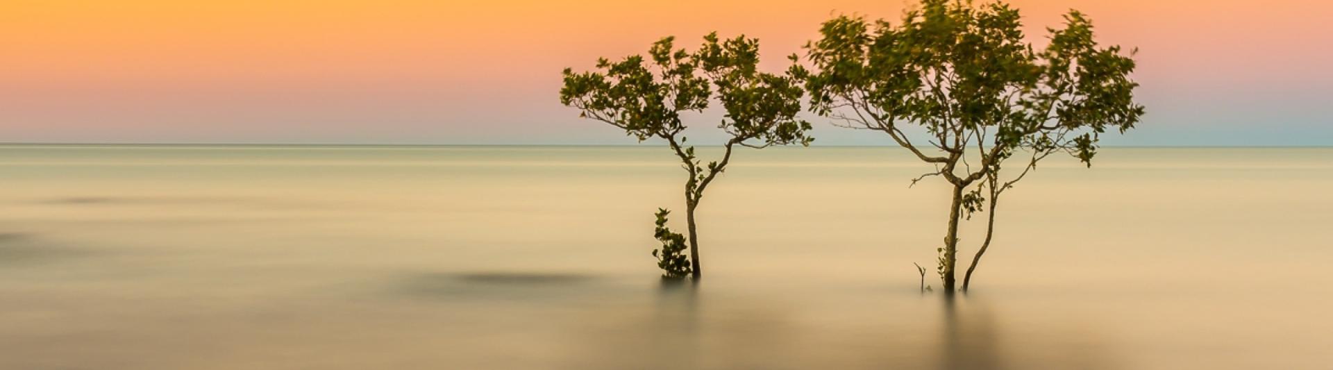 Mangrove Swamp Roebuck Bay Tom De Souza