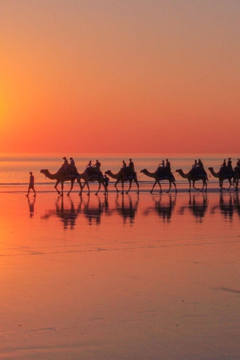 Camel Tours in Broome - Call 08 9195 2200