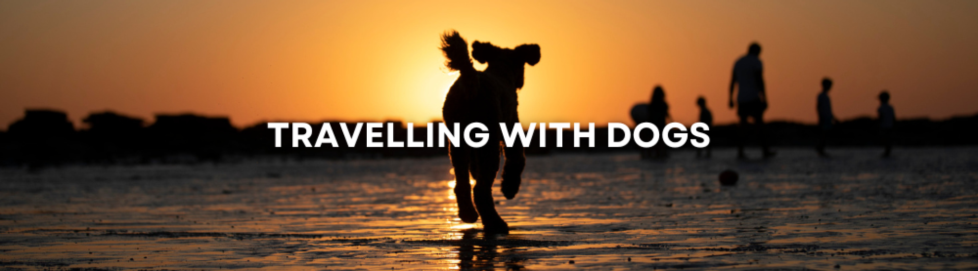 Travelling with Dogs