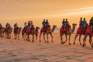 Camel Rides