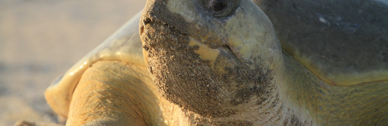 It’s turtle nesting season on Walmanyjun (Cable Beach), Broome!