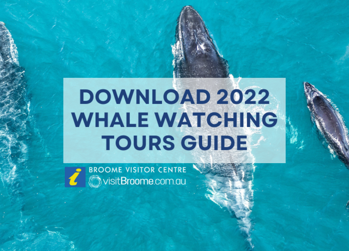 Whale Watching season has arrived in Broome!
