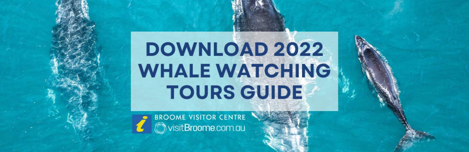 Whale Watching season has arrived in Broome!