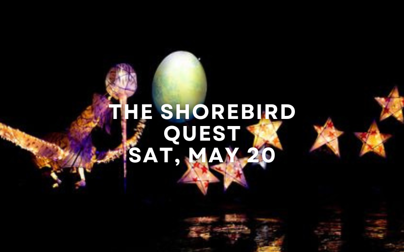 The Shorebird Quest - Sat May 20, FREE EVENT