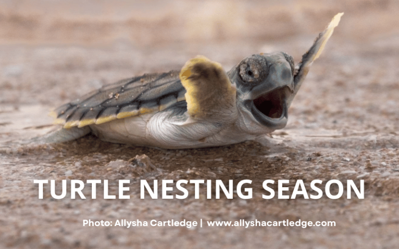 Turtle nesting season on Walmanyjun (Cable Beach), Broome