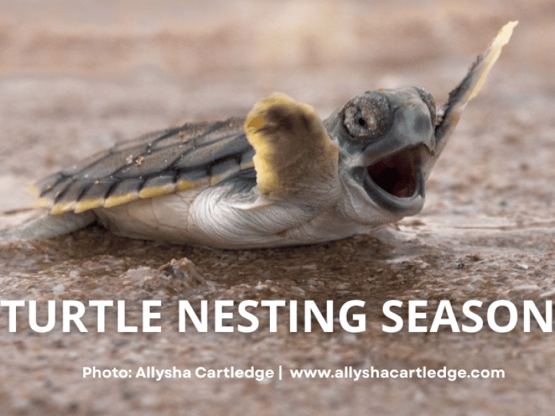 Festive Events in Broome