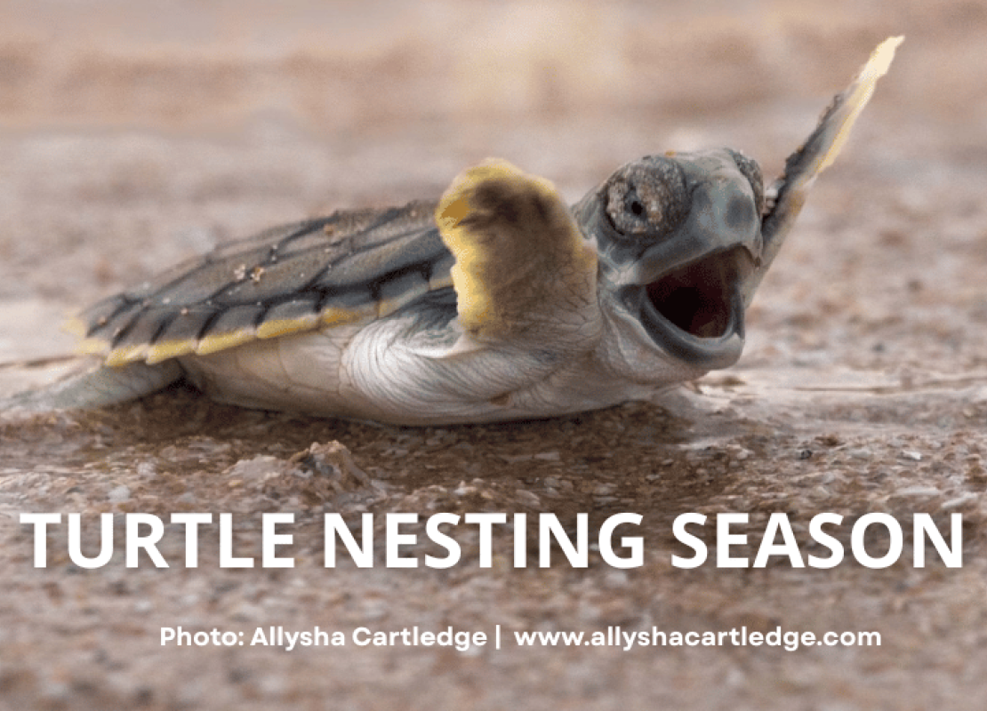 Turtle nesting season on Walmanyjun (Cable Beach), Broome