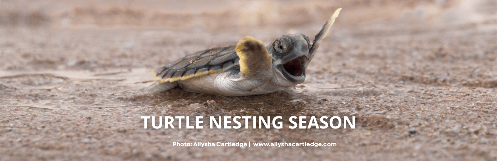 Turtle nesting season on Walmanyjun (Cable Beach), Broome