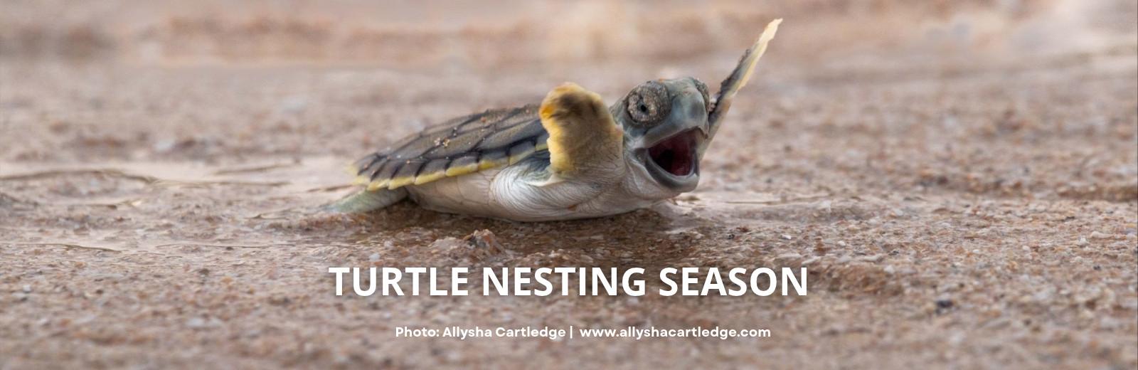 Turtle nesting season 2026 on Walmanyjun (Cable Beach), Broome
