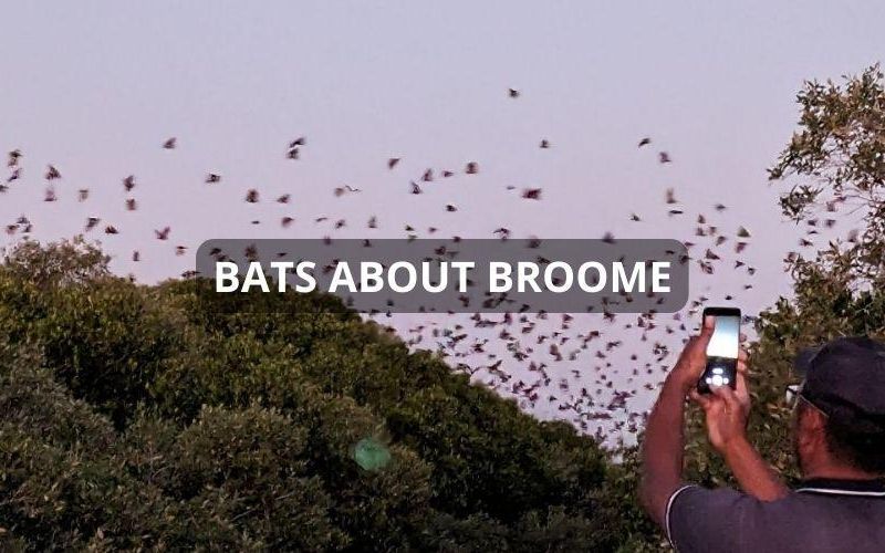 Bats About Broome!