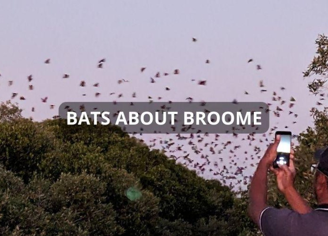 Bats About Broome!