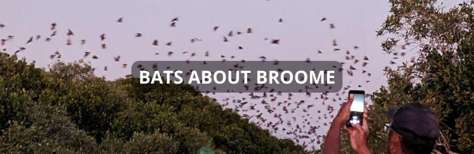 Bats About Broome!