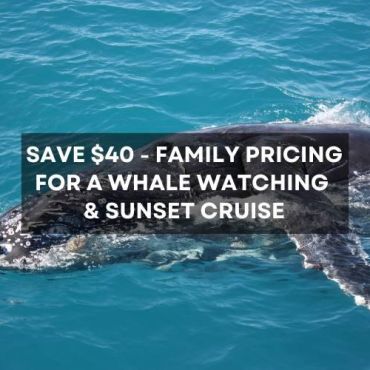 Save $40 on family pricing for a Whale Watching and Sunset Cruise