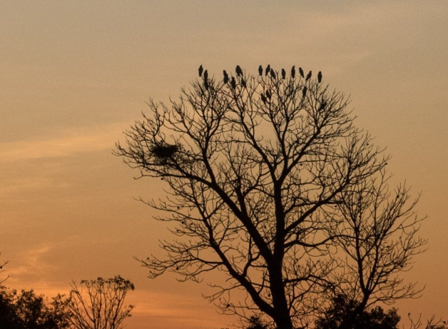 Birdwood Downs Station