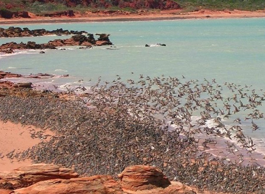 Broome Bird Observatory TOURS