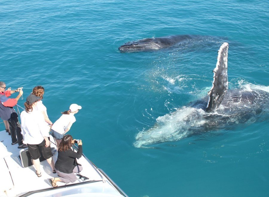 Broome Whale Watching Charters