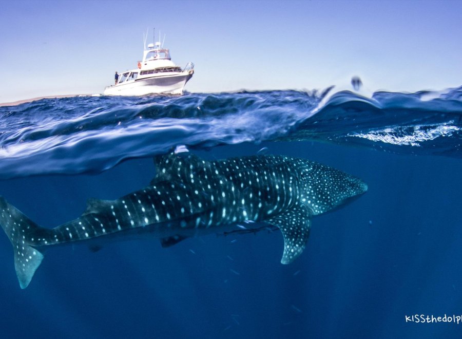 Exmouth Dive and Whalesharks Ningaloo
