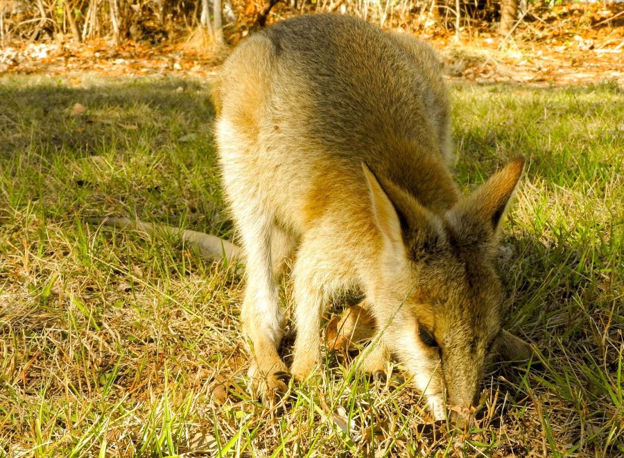 Kapalga Travel Pty Limited