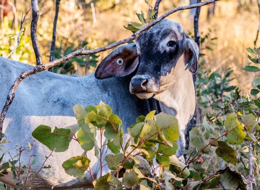 Mt Elizabeth Station