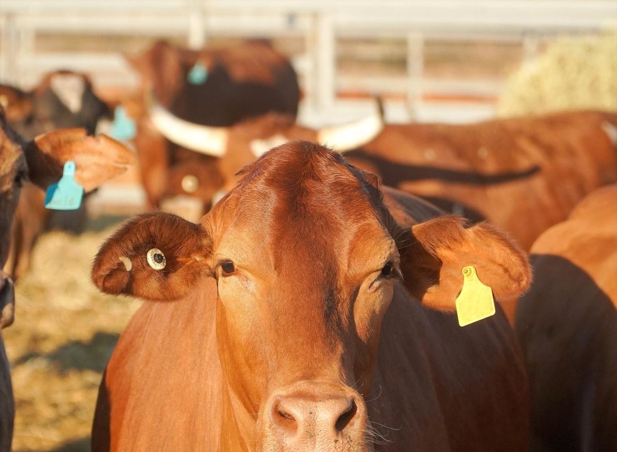 The Station Store - Burton Beef Company