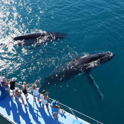Karma IV Whale Watching cruise