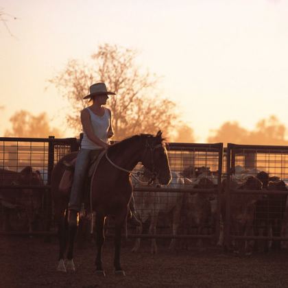 Cattle muster on a Kimberley cattle station