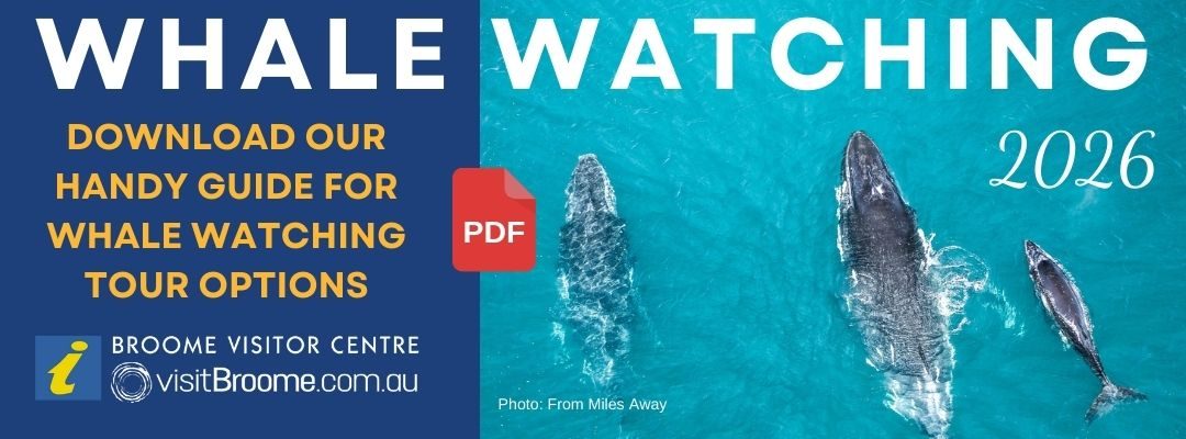 2026 Whale Watching Guide for Broome, Western Australia