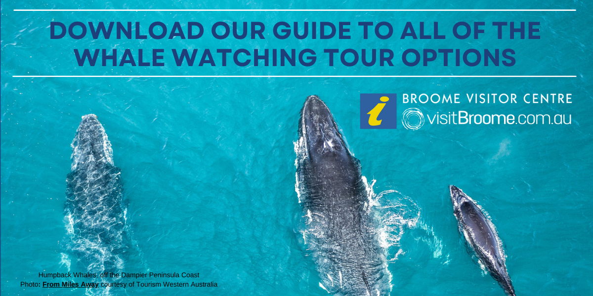 Book all of your Whale Watching Tours in Broome
