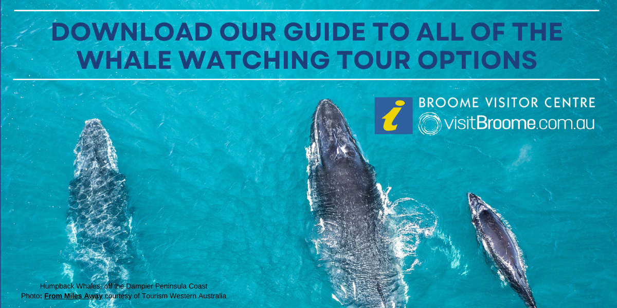 Download our guide to Whale Watching Tours in Broome