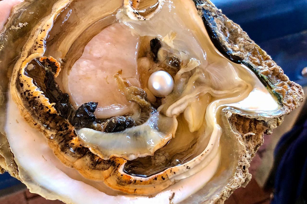 A pearl in an oyster
