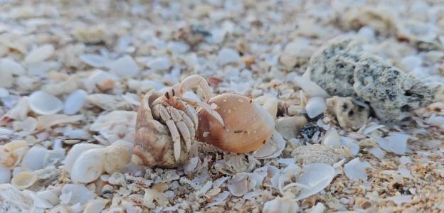 FREE Shell Tour – Saturday 2 August