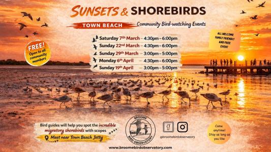 Sunsets and Shorebirds - Free Community Bird-watching at Town Beach