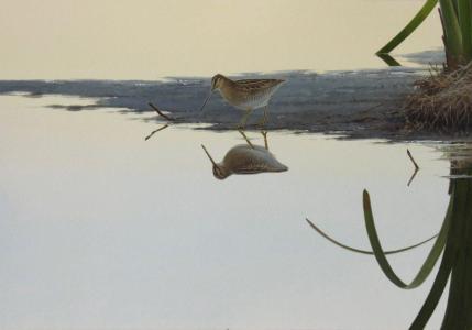 2 Day Bird Illustration Workshops at Broome Bird Observatory