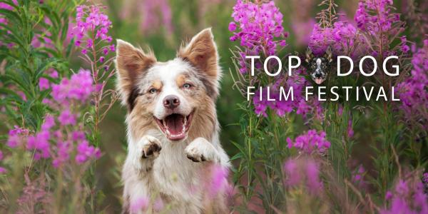 Top Dog Film Festival at Sun Pictures