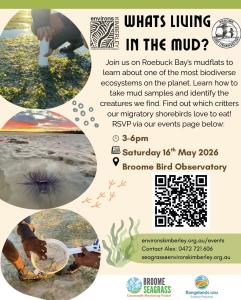 What's living in Roebuck Bay's mud?