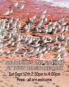 Shorebirds and Sunsets event