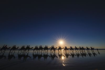 Tourism WA110885 Camels at sunset Cable Beach