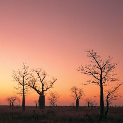 Boab trees at sunset