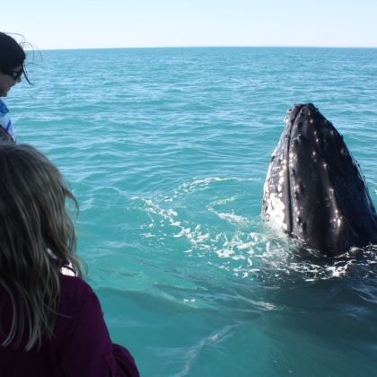 Broome whale watching
