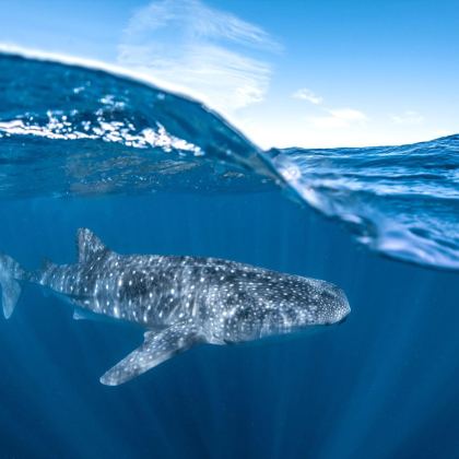 10coralbayecotours std 402c92db d545 4bbd b573 803ac939baa0