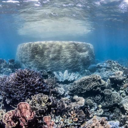 10coralbayecotours std e24c7130 5dda 4df7 9bfa 0f20614e0741