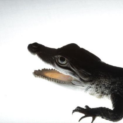 Crocparke