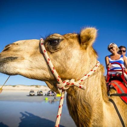 10redsuncamels std c6348109 d610 4934 bf79 c0c96d07913f