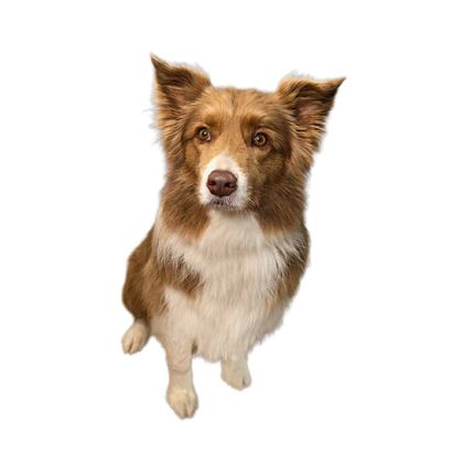 Saltypaws std 781869c3 ff73 4ca5 8111 1de28f9d9dc7