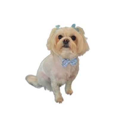 Saltypaws std 8f497b18 8528 498f a1e7 89dca7770123