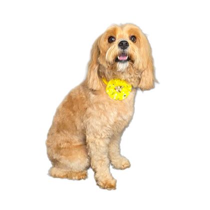 Saltypaws std b5e4028b 5fe5 42d2 bb6c 6248663f4385