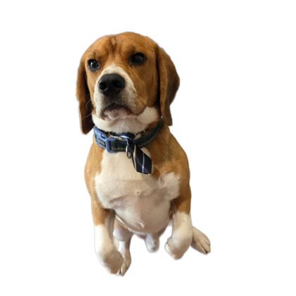 Saltypaws std bfdcc2e7 4a57 4282 b9e3 cafdf029aa2c